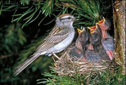Rathishs Corner: Can We Save a Sparrow For Our Child