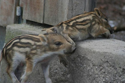 Animales Animales