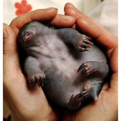 Fotos de animales hermosos, bonitos, bellos Fotos de animales hermosos, bonitos, bellos