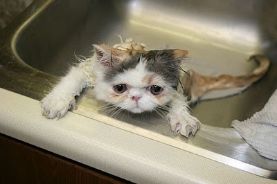 Fotos de animales hermosos, bonitos, bellos Fotos de animales hermosos, bonitos, bellos