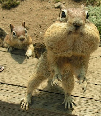 Animales Animales