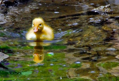Fotos de animales hermosos, bonitos, bellos Fotos de animales hermosos, bonitos, bellos