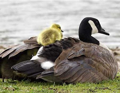bellos bellos