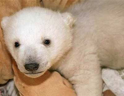 Animales Animales
