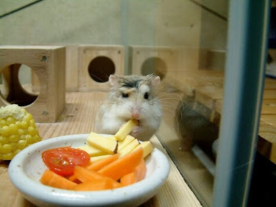 Fotos de animales hermosos, bonitos, bellos Fotos de animales hermosos, bonitos, bellos