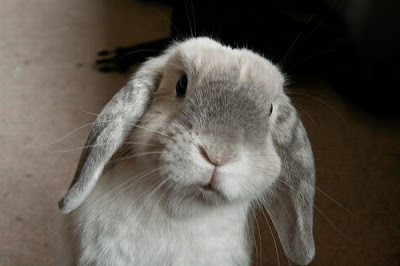 Animales Animales