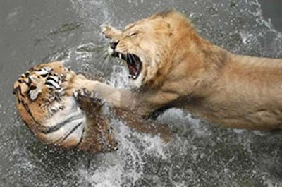leones peleando