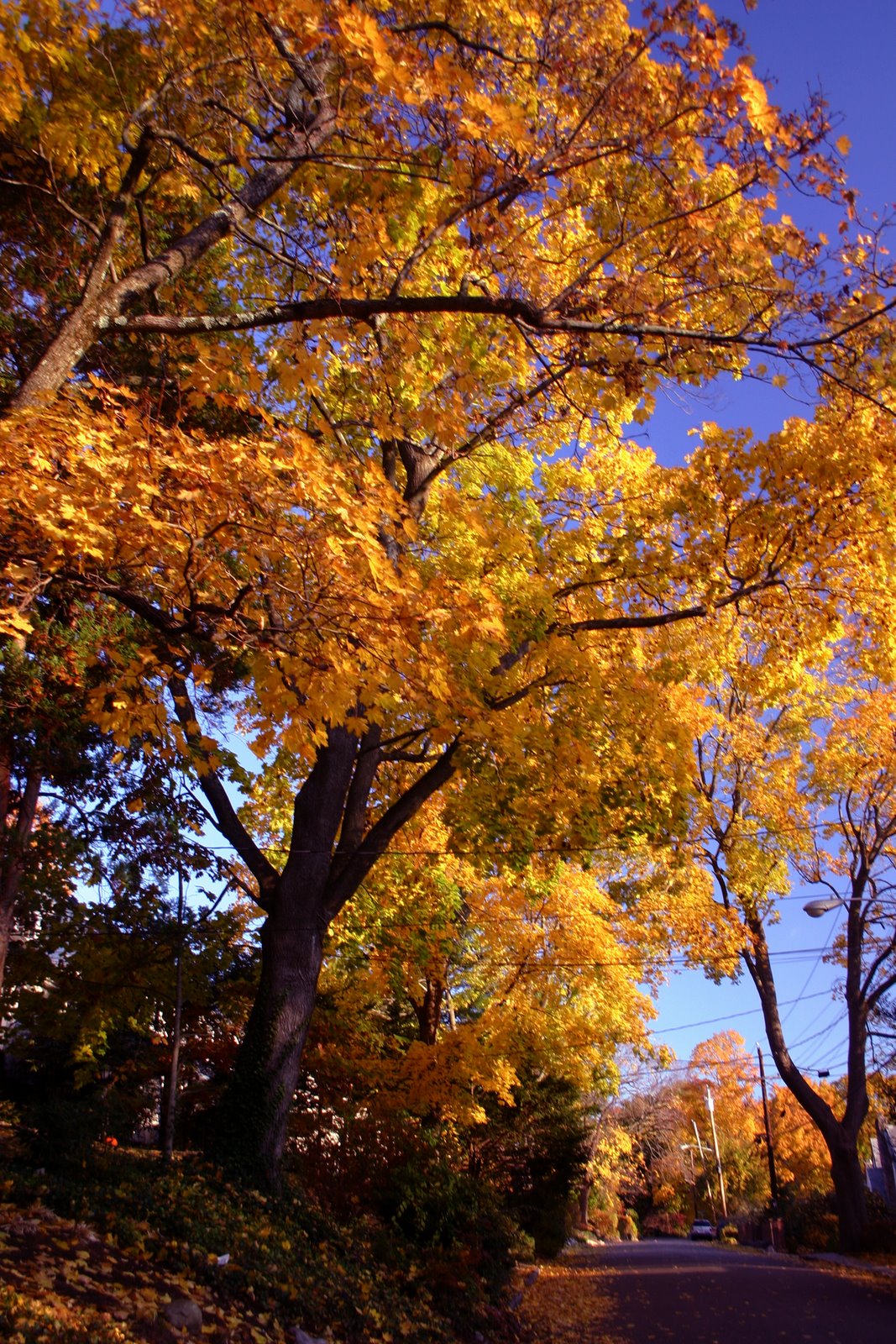grateful for warm November