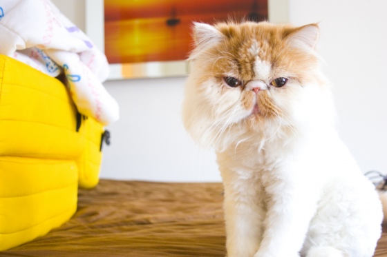 [grumpy+1.jpg]