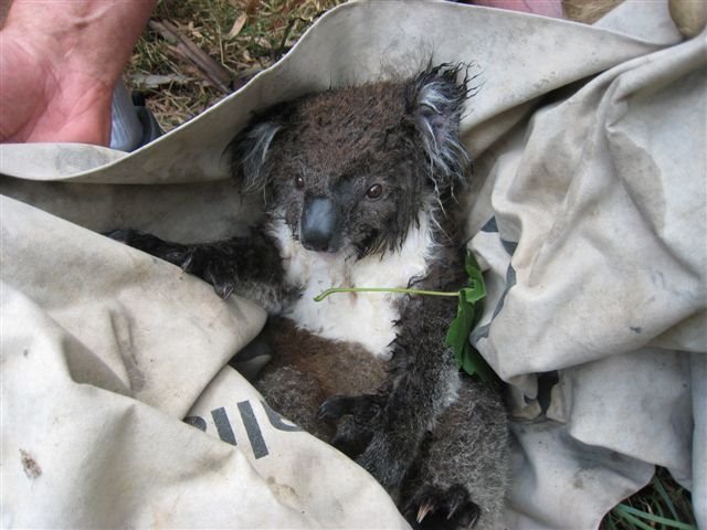 [koalas+3.JPG]
