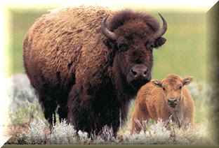 bison and calf