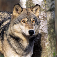 Save the Grey Wolves