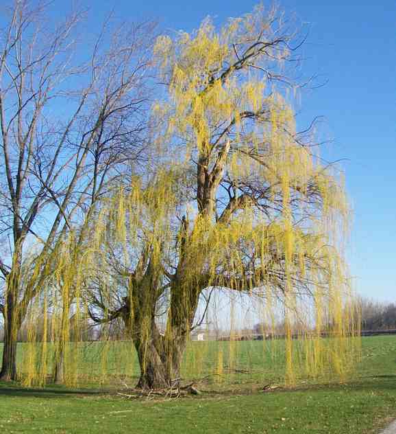 [weepingwillow1916.jpg]