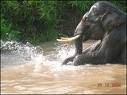 [gajah2.jpeg]