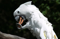 CACATUA ALBA (CRISTA BRANCA)