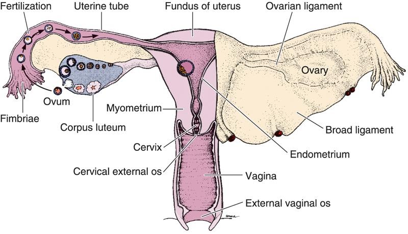 ashleydobbinbiol3500: Assignment 1: The Ovaries