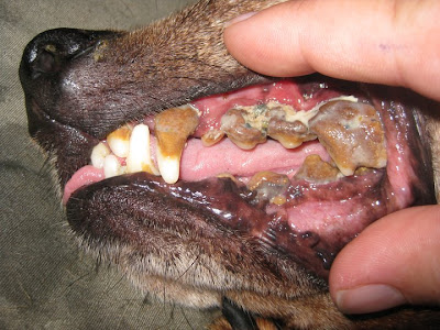 when do puppies stop teething barf diet 174 whew what you can do right now to stop breath once for all when do puppies stop teething barf diet 174 whew what you can do right now to stop breath once for all