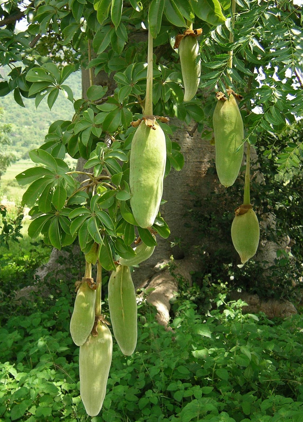[baobab_fruits.jpg]