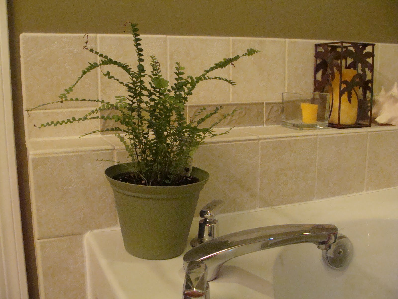 The Martha Initiative Ferns for the bathroom
