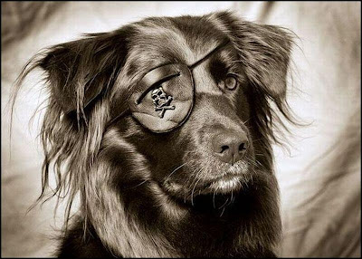 Somali Dog