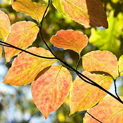 Dogwood+leaves