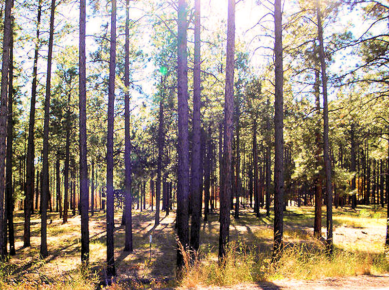 Los Alamos Daily Photo 11/1/10 12/1/10