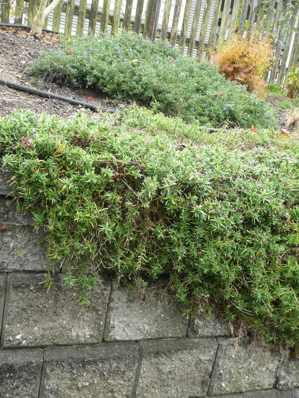 [P1020960.JPG]