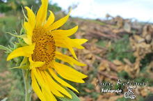 Maria Gadú - Shimbalaiê  ♫