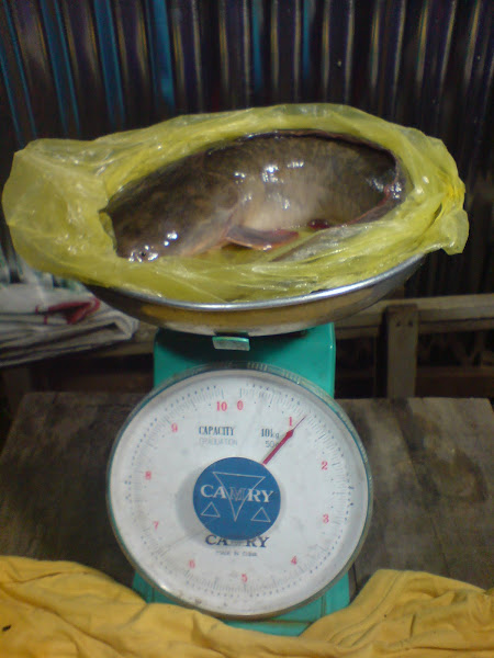Ikan Puyu Betina