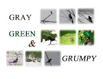 GRAY, GREEN AND GRUMPY