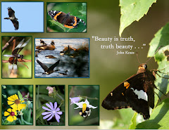 BEAUTY IS TRUTH, TRUTH BEAUTY