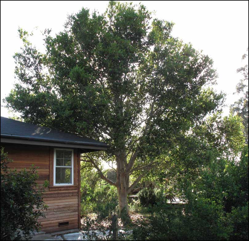 Gardening with a Wild Heart The Most Beautiful Oak Tree in California