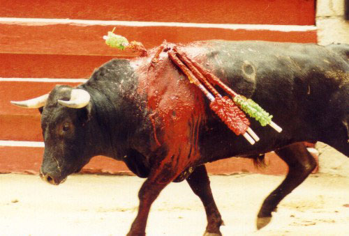 lipitos touradas rodeios e afins
