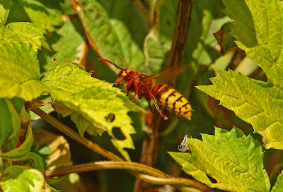 Hornet Fly