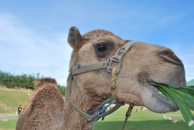 One of the several camels at Baluarte