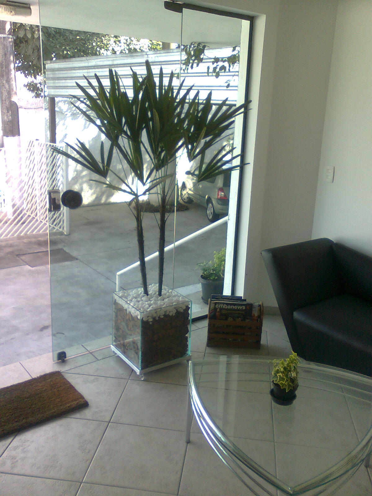 Flores & Plantas: Plantas para interiores