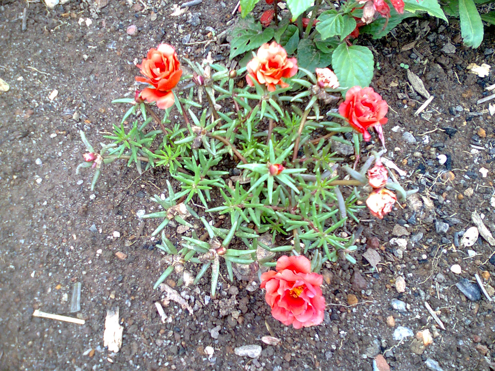 Flores & Plantas Onzehoras Flores & Plantas Onzehoras