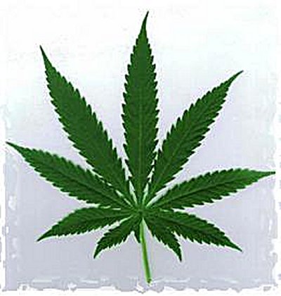 HOJA DE CANAVIS hoja de canavis: