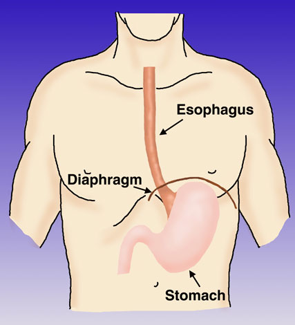 cancer in stomach and liver