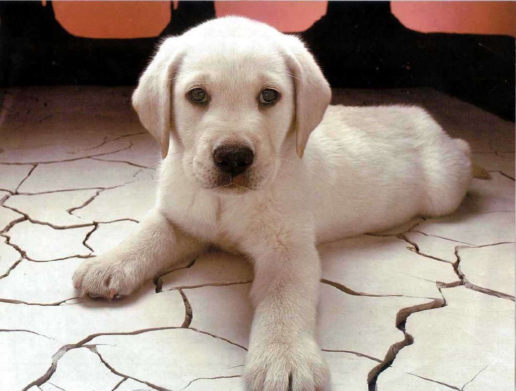 A healthy vaccinated pet is best adopted 