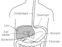 Abdomen Diagram Abdomen Diagram