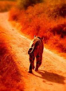 sunset, tiger