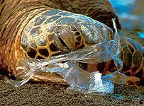 turtle, plastic