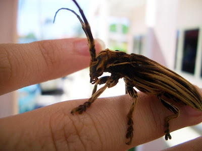 Contact, wildlife, invertebrates, bug, cute