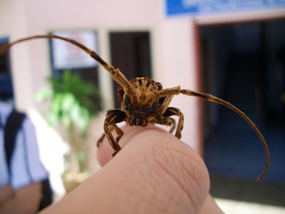 insect,longhorn beetle, animal