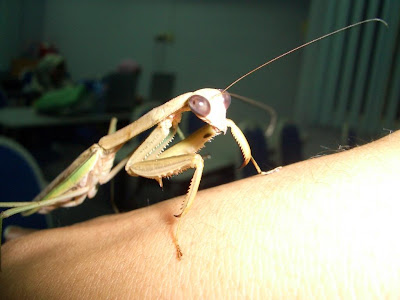 insect,bug, critter, pest