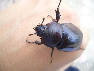 insect, beetle, animals