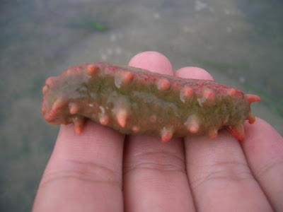 sea cucumber, Sg Pulai