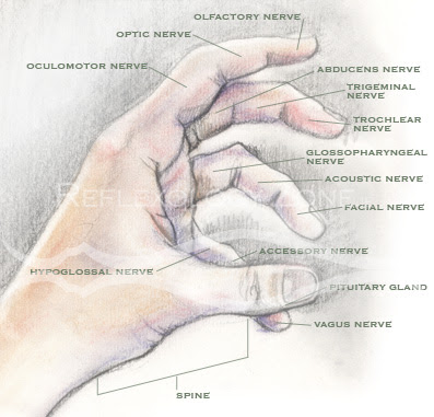 Reflexology Chart Vagus Nerve