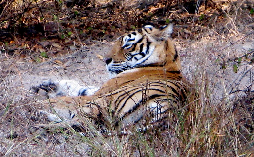 [tiger_alkit.jpg]